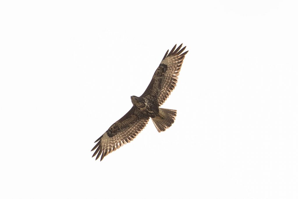 Buteo buteo ?  S�